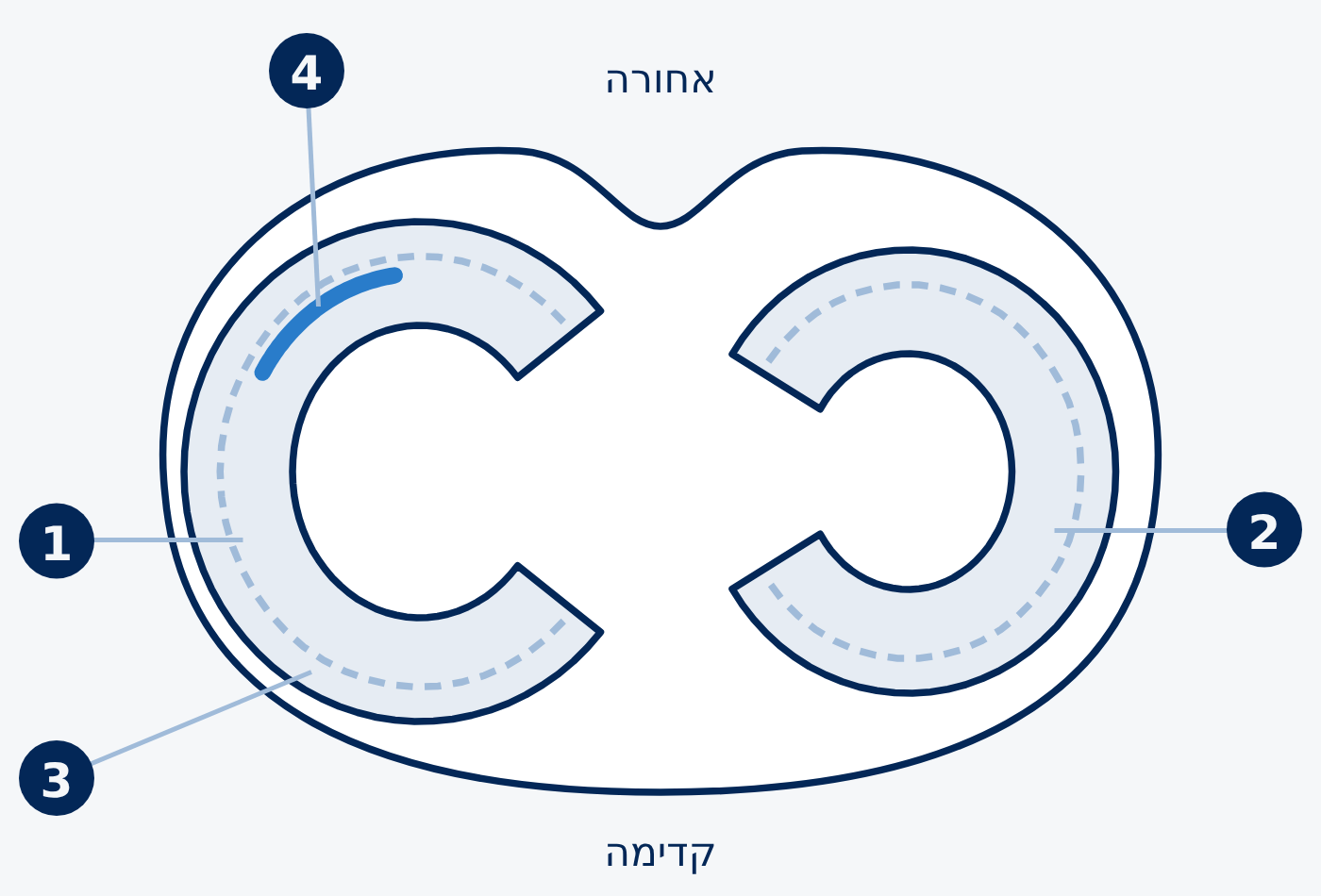 ראש עצם השוק במבט מלמעלה, עם שני הסהרונים.